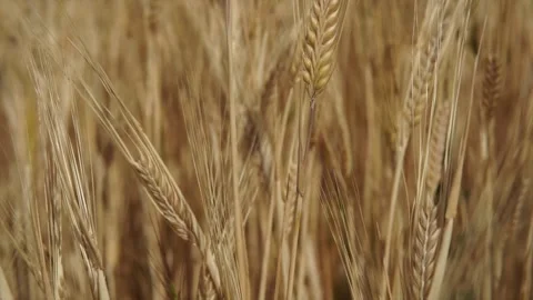 Wheat background Stock Footage 158382589