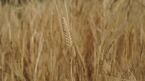 Wheat background Stock Footage 158382768