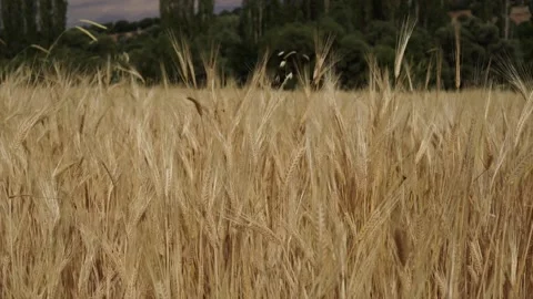 Wheat background Stock Footage 158382776