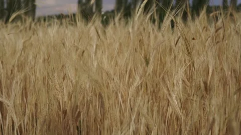Wheat background Video stock 158382884