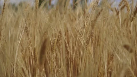 Wheat background Stock Footage 158382982
