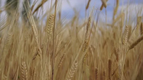 Wheat background Stock Footage 158383233