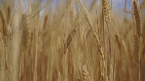 Wheat background Stock Footage 158383264