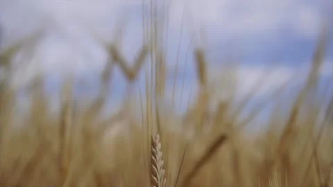 Wheat background Stock Footage 158383361