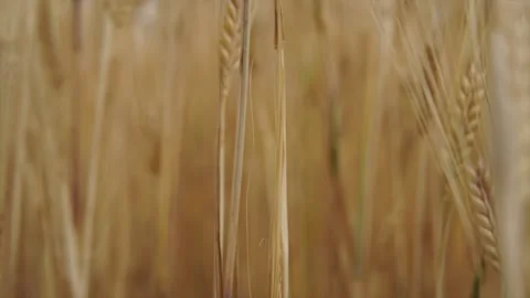 Wheat background Stock Footage 158383463