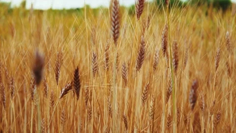 Wheat background Stock Footage 158383899