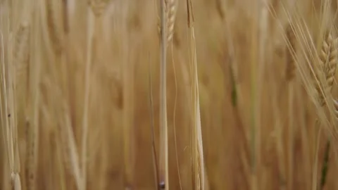 Wheat background Stock Footage 158383902