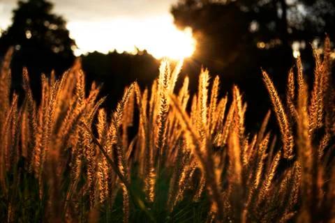 Wheat on a background of golden rays of sunset Stock Photos