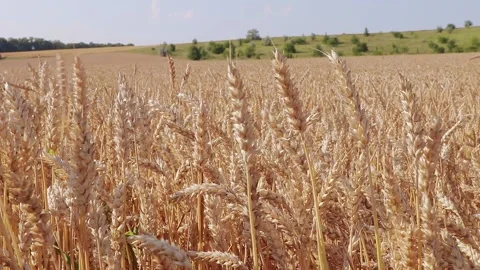 Wheat on a background of hills Stock Footage 157215270