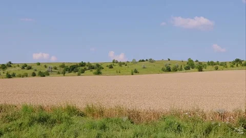 Wheat on a background of hills Stock Footage 157215271