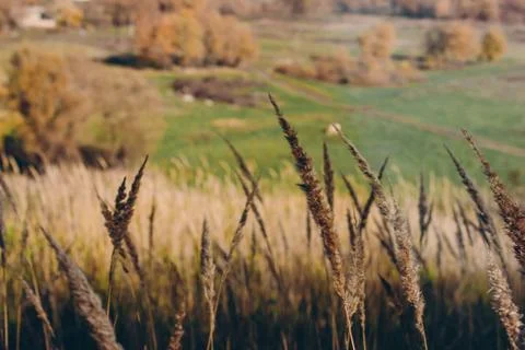 Wheat on the background of the meadow Stock Photos