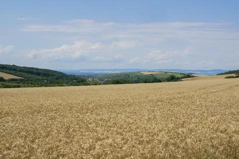 Wheat on the background of the mountains. Foto stock