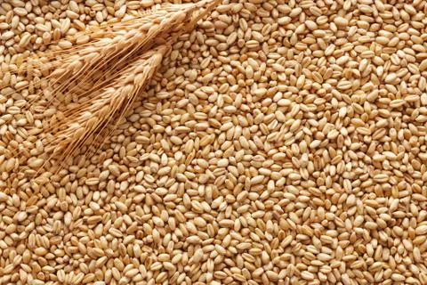 Wheat background Stock Photos