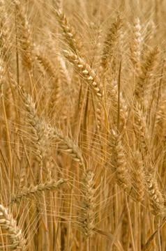 Wheat background Stock Photos