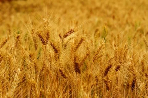 Wheat background Stock Photos