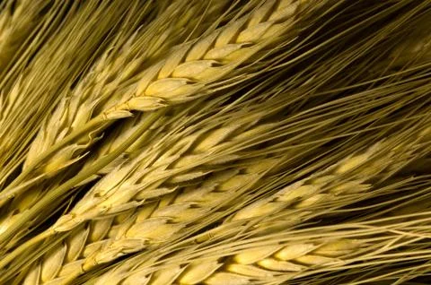 Wheat background Stock Photos