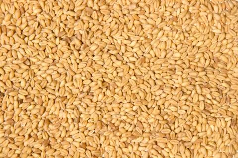 Wheat background Фото