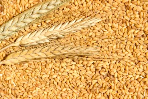 Wheat background 스톡 사진