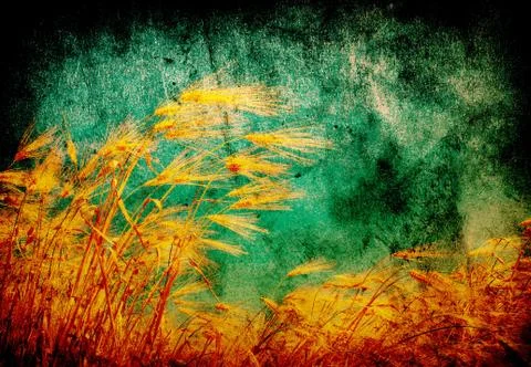 Wheat background Stock Photos