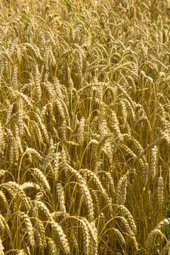 Wheat background Stock Photos