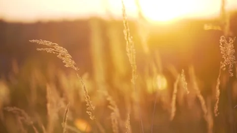Wheat on the background of the Sun Stock Footage 83536565