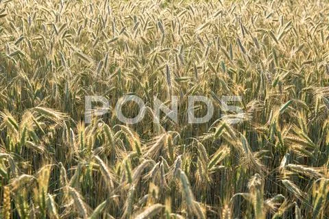 Wheat background in sunny day Stock Photos