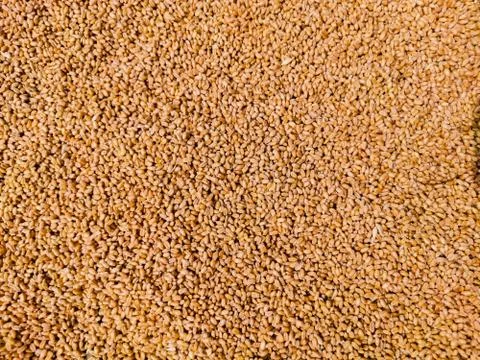 Wheat Background uniformly spread on ground for drying Stock Photos