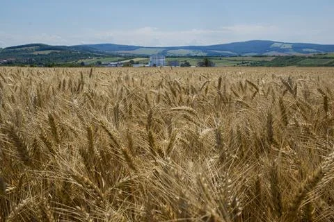 Wheat on the background of the village. Foto stock