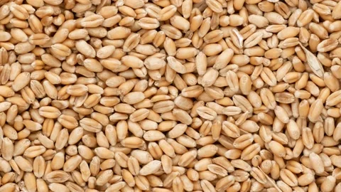Wheat - background. Wheat seeds, dolly shot. Stock Footage 142231576