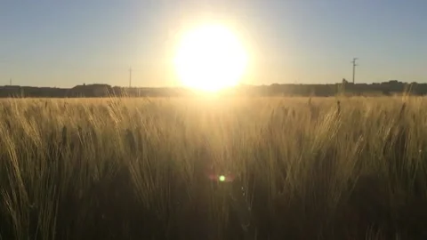 Wheat in backlight Video stock 130634208