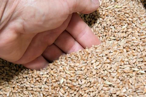 Wheat bag. Stock Photos