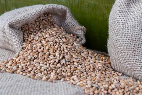 Wheat in bags. Stock Photos