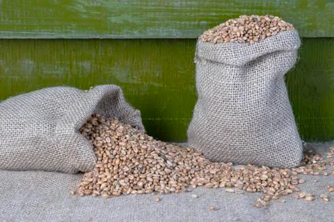 Wheat in bags. Stock Photos