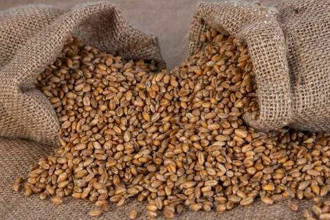 Wheat in bags. Stock Photos