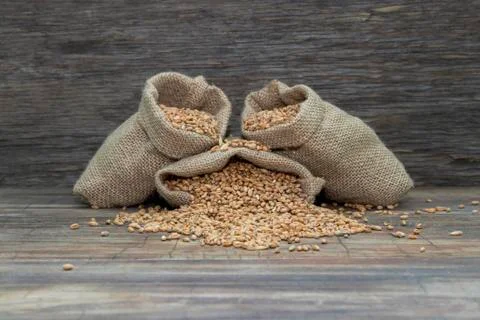 Wheat in bags. Stock Photos