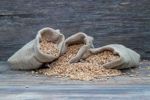 Wheat in bags. Stock Photos