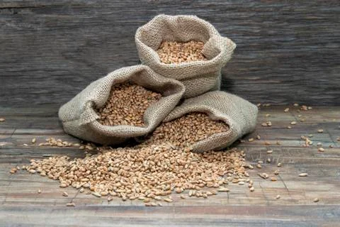 Wheat in bags. Stock Photos