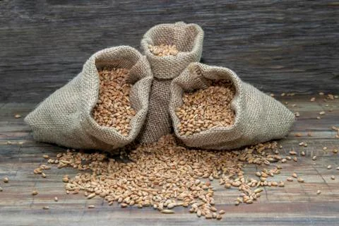 Wheat in bags. Stock Photos