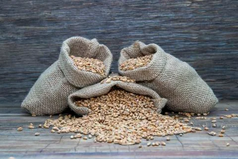 Wheat in bags. Stock Photos
