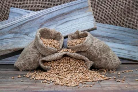 Wheat in bags. Stock Photos