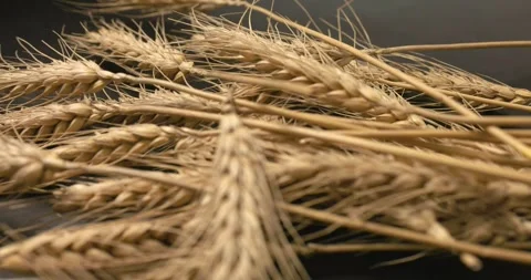 Wheat Barley on black background. Stock Footage 248888072