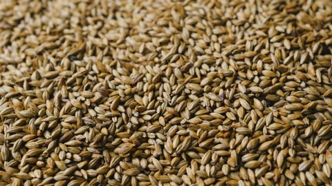 Wheat, barley, malt grains. Stock Footage 101585001