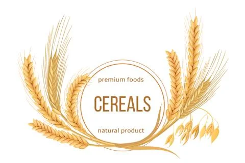 Wheat, barley, oat and rye set. Four cereals spikelets with ears, sheaf and t Illustrazione stock
