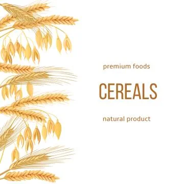 Wheat, barley, oat and rye set. text premium foods, natural product. Four cer Stock Illustration