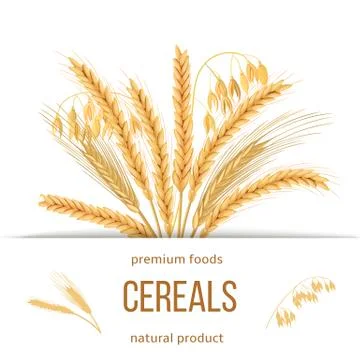 Wheat, barley, oat and rye set. Four cereals grains with ears, sheaf and text Stock Illustration