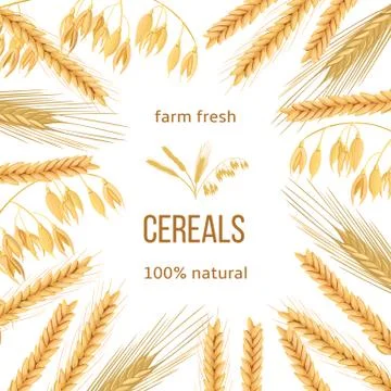 Wheat, barley, oat and rye. Four cereals grains and ears. Round label, text Stock Illustration