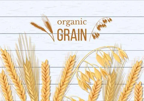 Wheat, barley, oat and rye on white wooden background. Cereals spikelets with Stock Illustration