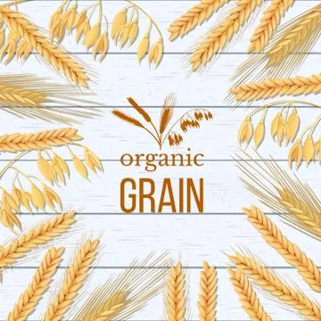 Wheat, barley, oat and rye sheaf on white wooden background. Cereals spikelets Illustrazione stock