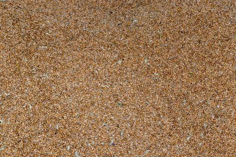 Wheat bean drying in a yard - Sun-dried wheat - natural wheat drying Stock Photos