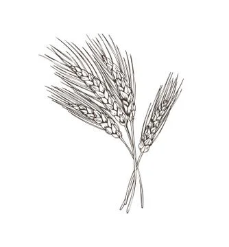 Wheat Beer Basic Ingridient Vector Illustration イラスト素材